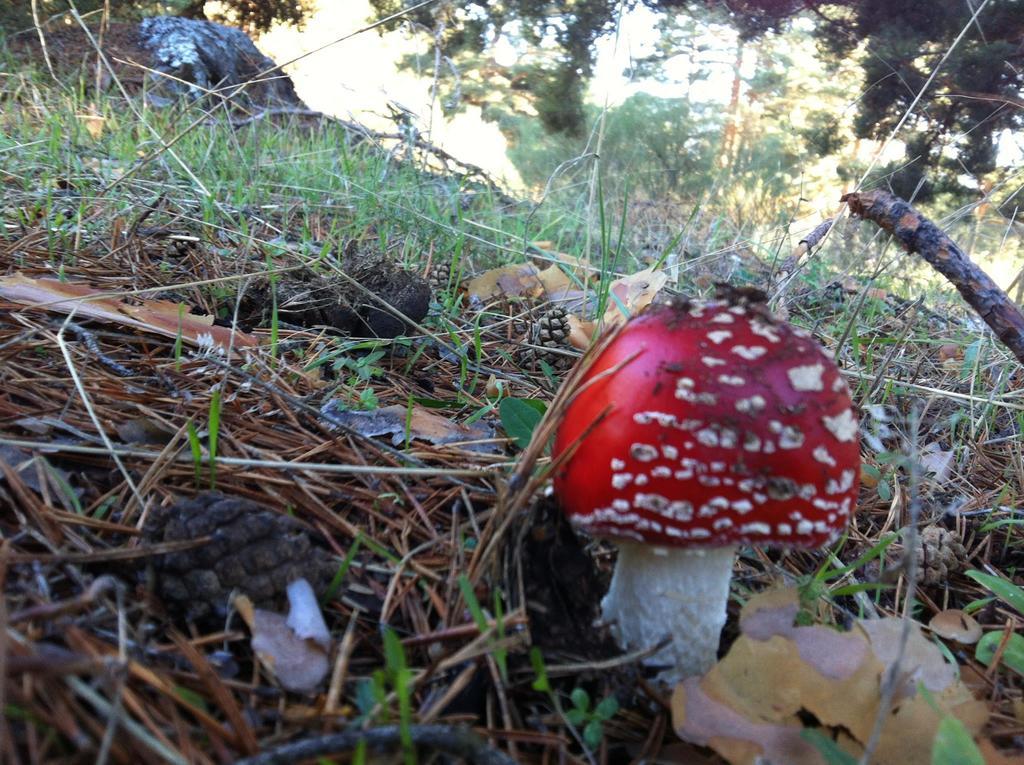 La Pasailla De Gredos Konuk evi Navacepeda de Tormes Dış mekan fotoğraf