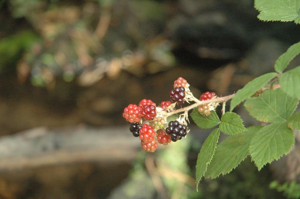 La Pasailla De Gredos Konuk evi Navacepeda de Tormes Dış mekan fotoğraf