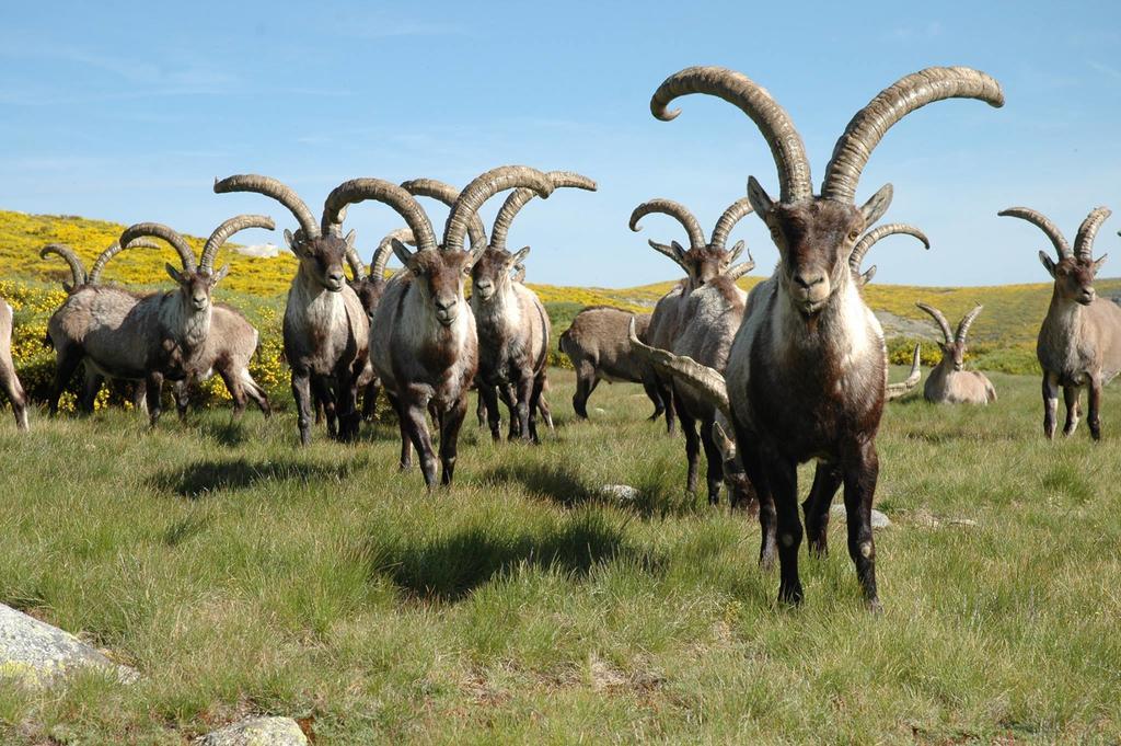 La Pasailla De Gredos Konuk evi Navacepeda de Tormes Dış mekan fotoğraf