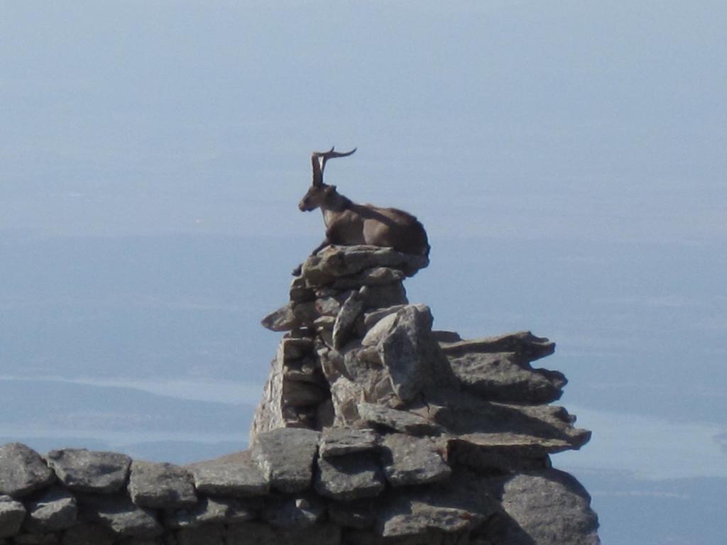 La Pasailla De Gredos Konuk evi Navacepeda de Tormes Dış mekan fotoğraf