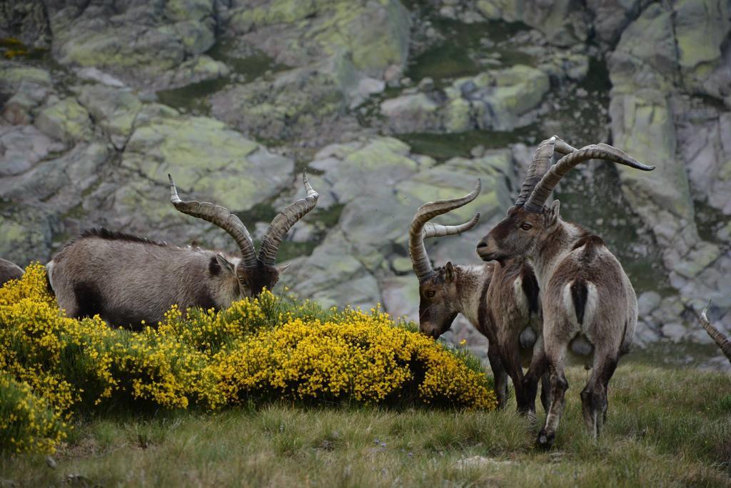 La Pasailla De Gredos Konuk evi Navacepeda de Tormes Dış mekan fotoğraf